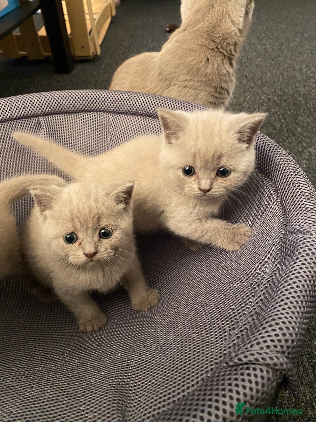 British Shorthair cats for sale: Stunning lilac BSH  - Image 18