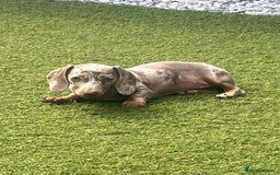 Miniature Dachshund dogs for sale: Miniature Dachshund (Bitch) - Image 4