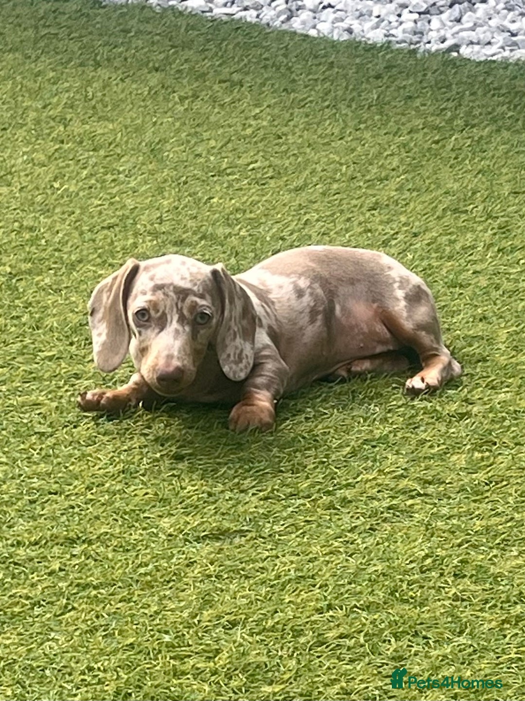 Miniature Dachshund dogs for sale: Miniature Dachshund (Bitch) - Image 4