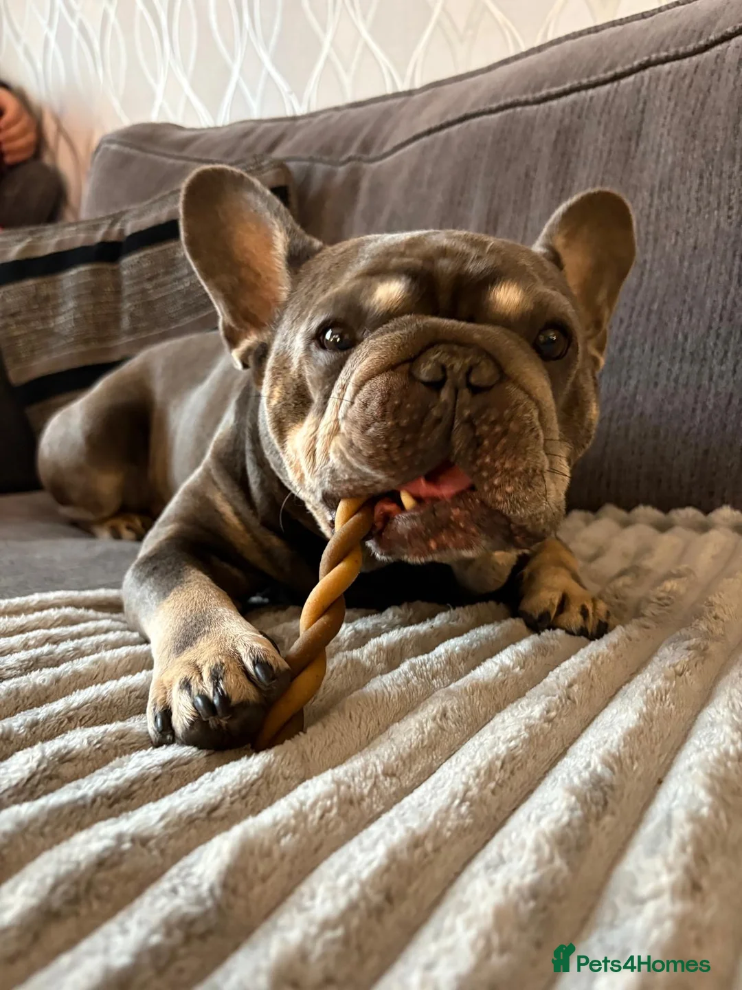 French Bulldog dogs for sale: Looking for a forever home for our boy  - Advert 4