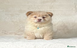 Siberian Husky dogs for sale: Stunning exotic colour chowsky puppies for sale - Image 6