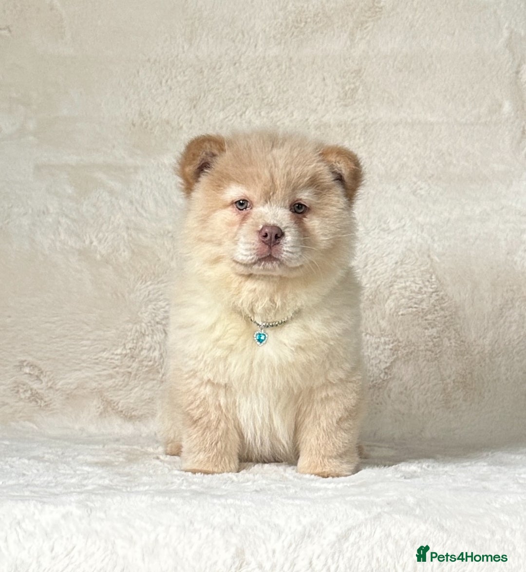 Siberian Husky dogs for sale: Stunning exotic colour chowsky puppies for sale - Image 6