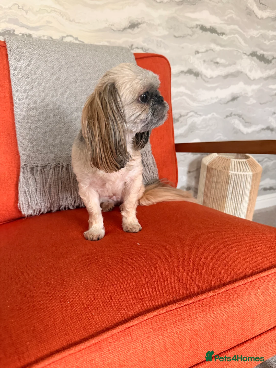 Shih Tzu dogs for sale: Imperial shiutzu in Mansfield - Advert 2