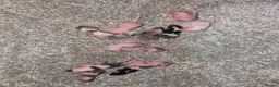 Mouse rodents for sale: Baby fancy mice - Advert 3