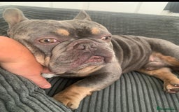 French Bulldog dogs for stud: French bulldog STUD - Image 4