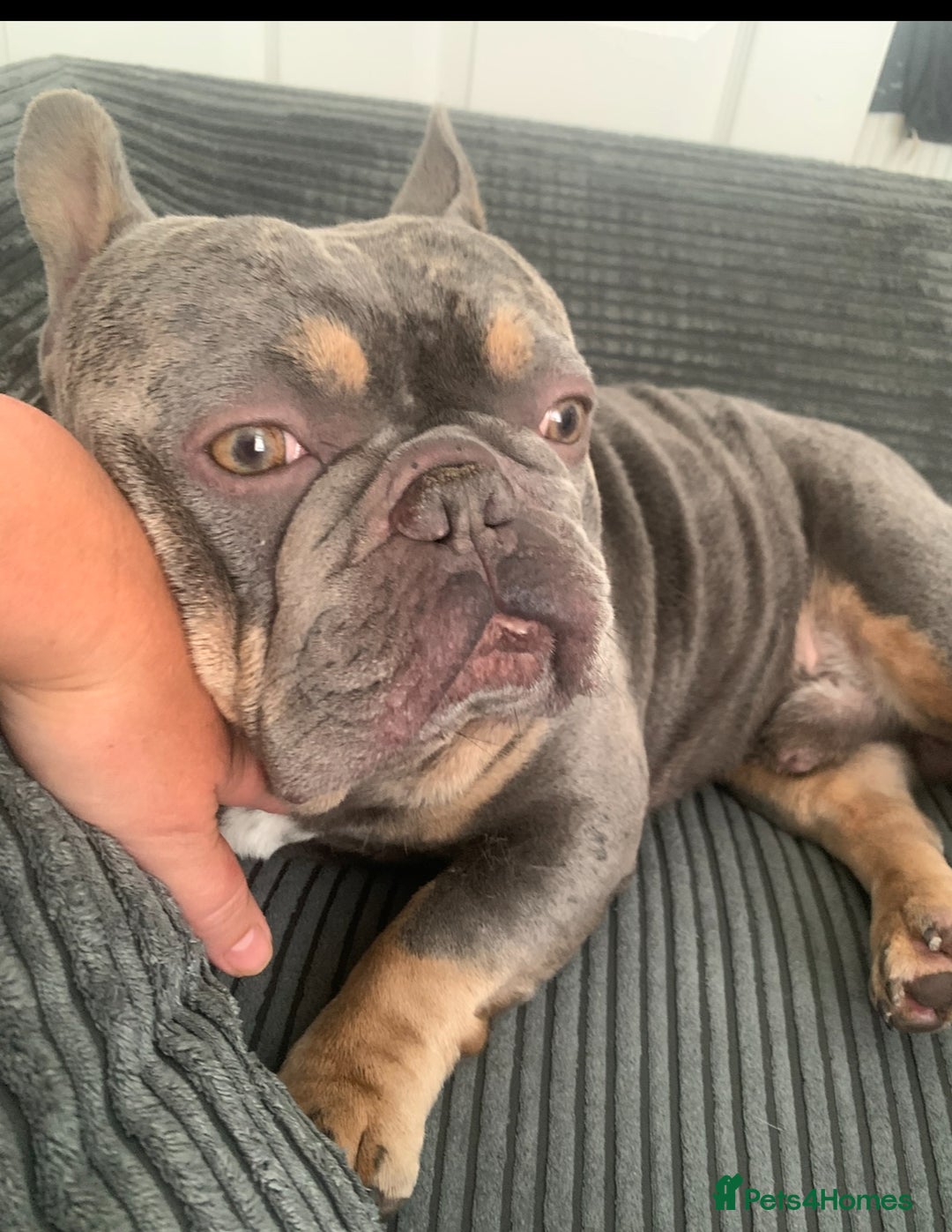 French Bulldog dogs for stud: French bulldog STUD - Image 4