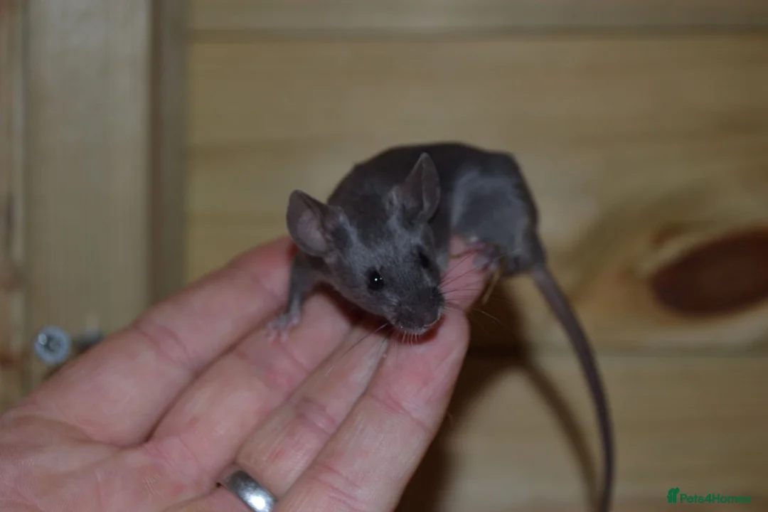 Mouse rodents for sale: Hereford Mice in Hitchin - Advert 1