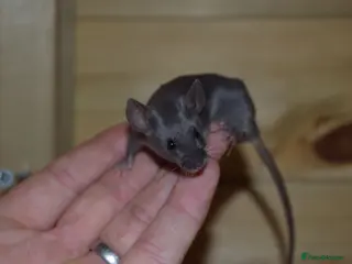 Mouse rodents Hereford Mice - Advert 2