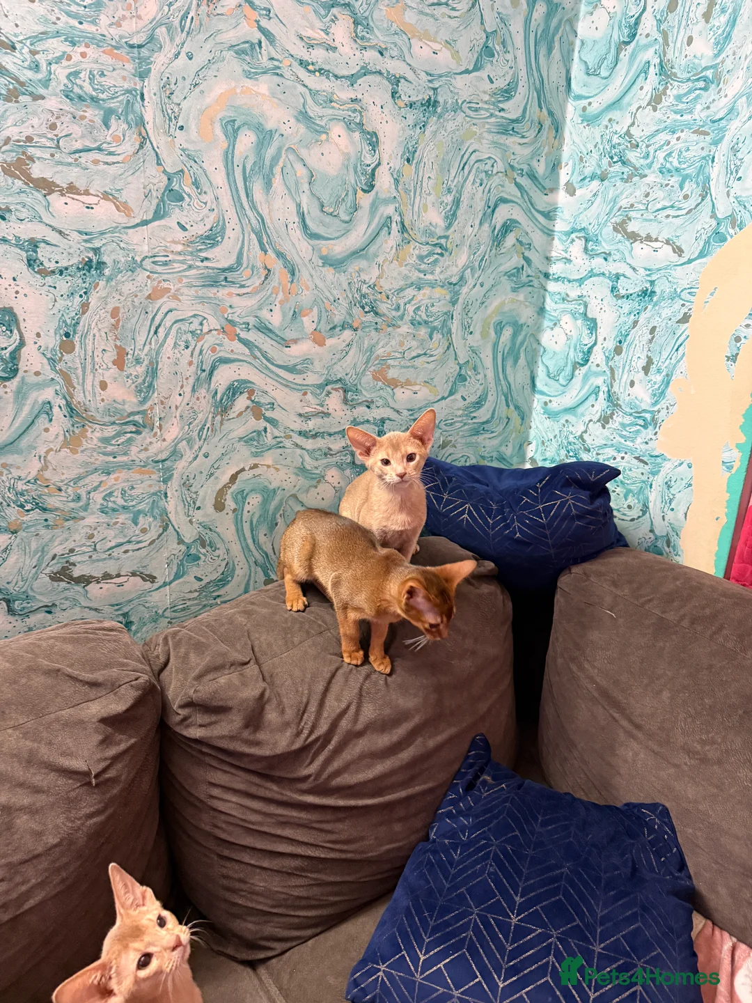 Abyssinian cats for sale: Ready for a new home - Advert 18