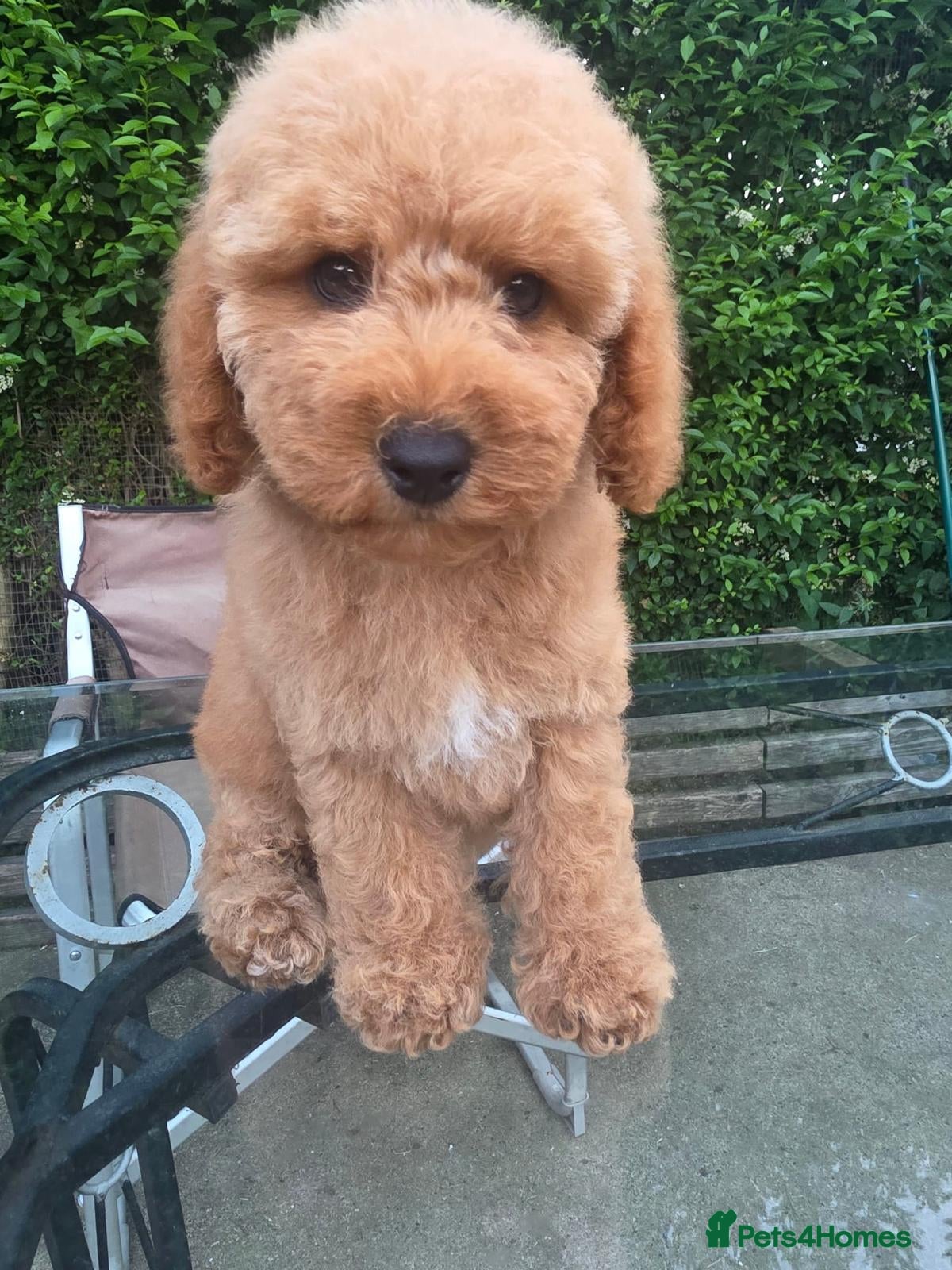 Cockapoo dogs  Meet Our stunning  F1B Cockapoo Puppies. - Advert 1
