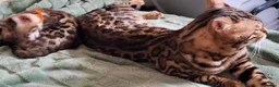 Bengal cats for sale: Beautiful pure bengal girl looking for new home  - Advert 14