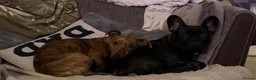 Mixed Breed dogs for sale: Whippet cross Jack Russell  - Advert 6