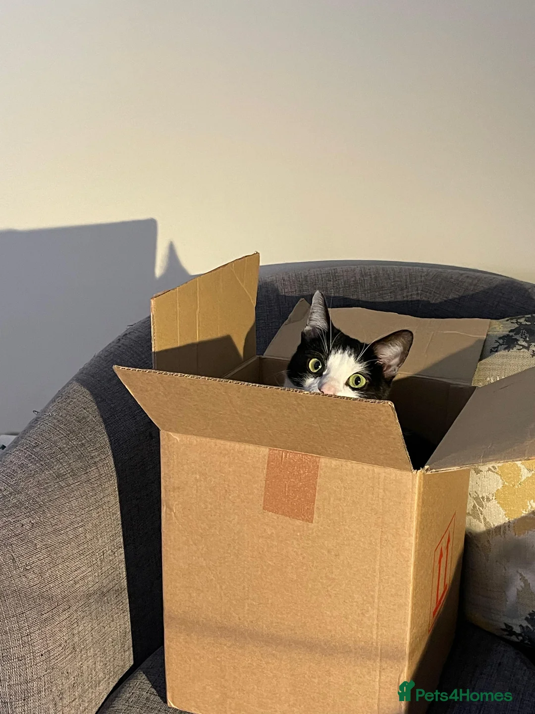 Domestic Shorthair cats for sale: Well Mannered Adult Female Cat - Advert 7