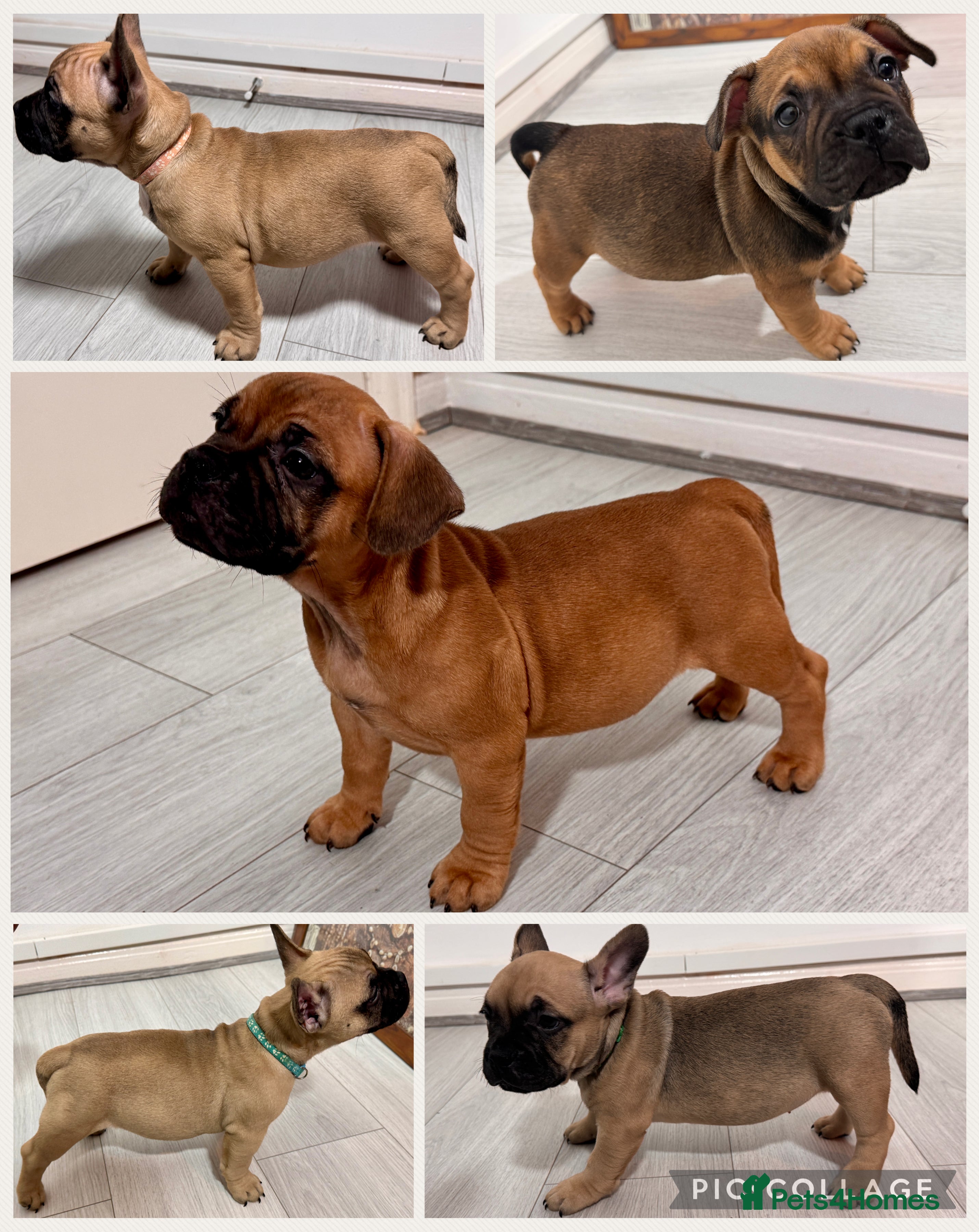 Mixed Breed dogs French Bulldog x Standard Bully Pups - Advert 1