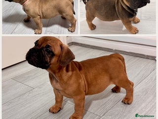 Mixed Breed dogs French Bulldog x Standard Bully Pups - Advert 1