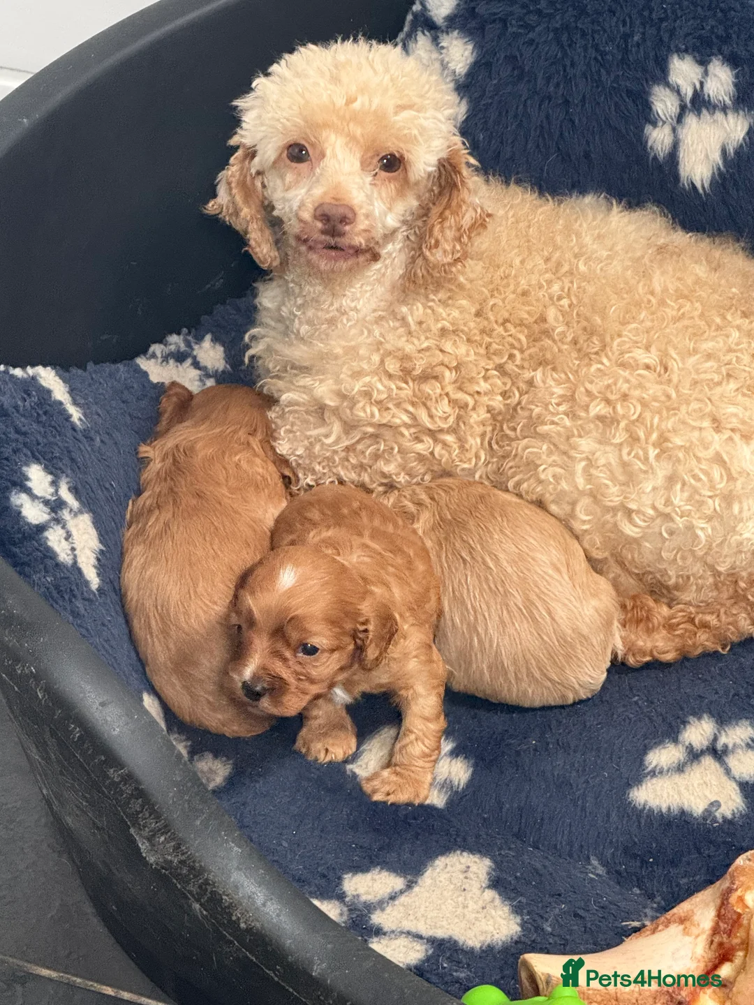 Cavapoo dogs for sale: Beautiful F1 Cavapoos  - Advert 1