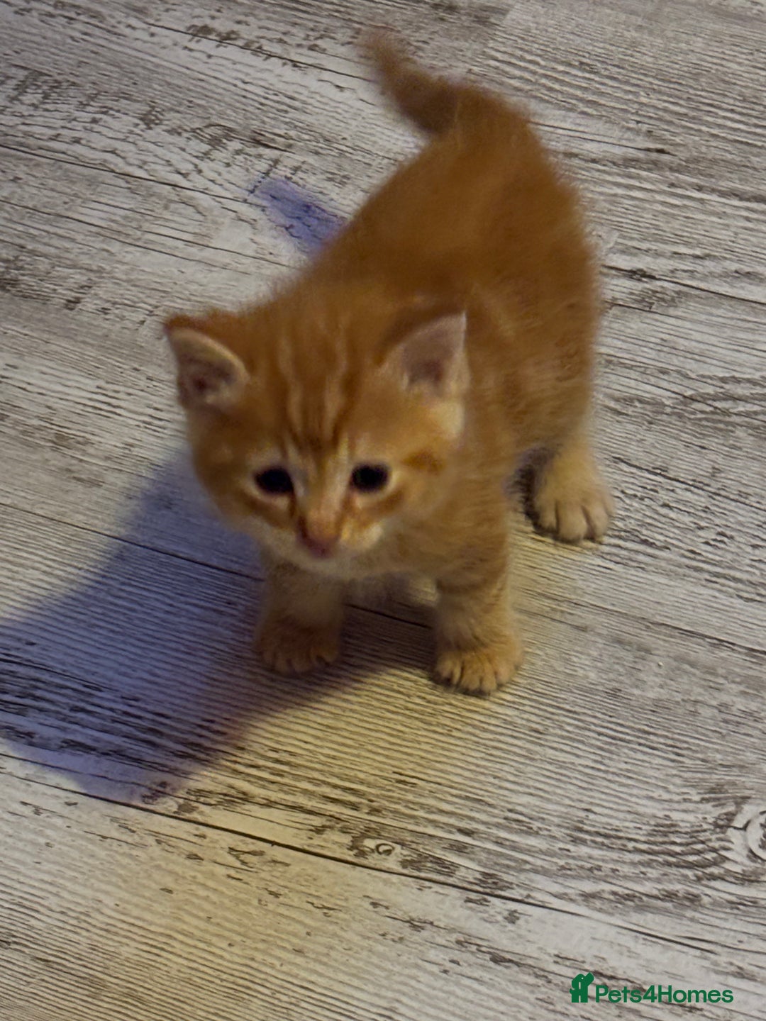 Ragdoll cats for sale: !!!Ready to reserve Ragdoll babies!!!  - Advert 2