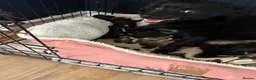 Pomsky dogs for sale: pomsky pomskie F2 puppies for sale black fawn - Advert 3