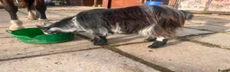 Goats livestock for sale: Pigmy goat for sale  in Treorchy - Advert 2