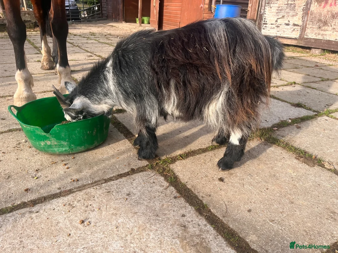 Goats livestock for sale: Pigmy goat for sale  in Treorchy - Advert 2
