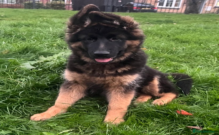 German Shepherd dogs - Advert 3