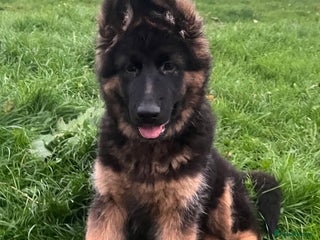 German Shepherd dogs - Advert 23