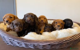 Cocker Spaniel dogs for sale: Carefully bred Kc FTW sired cocker spaniel pups,  - Image 16