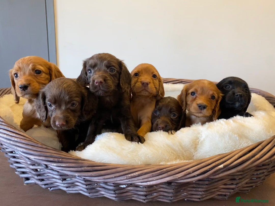 Cocker Spaniel dogs for sale: Carefully bred Kc FTW sired cocker spaniel pups,  - Image 16