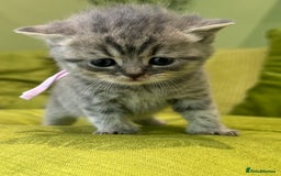 Scottish Fold cats for sale: Scottish straights  - Image 16