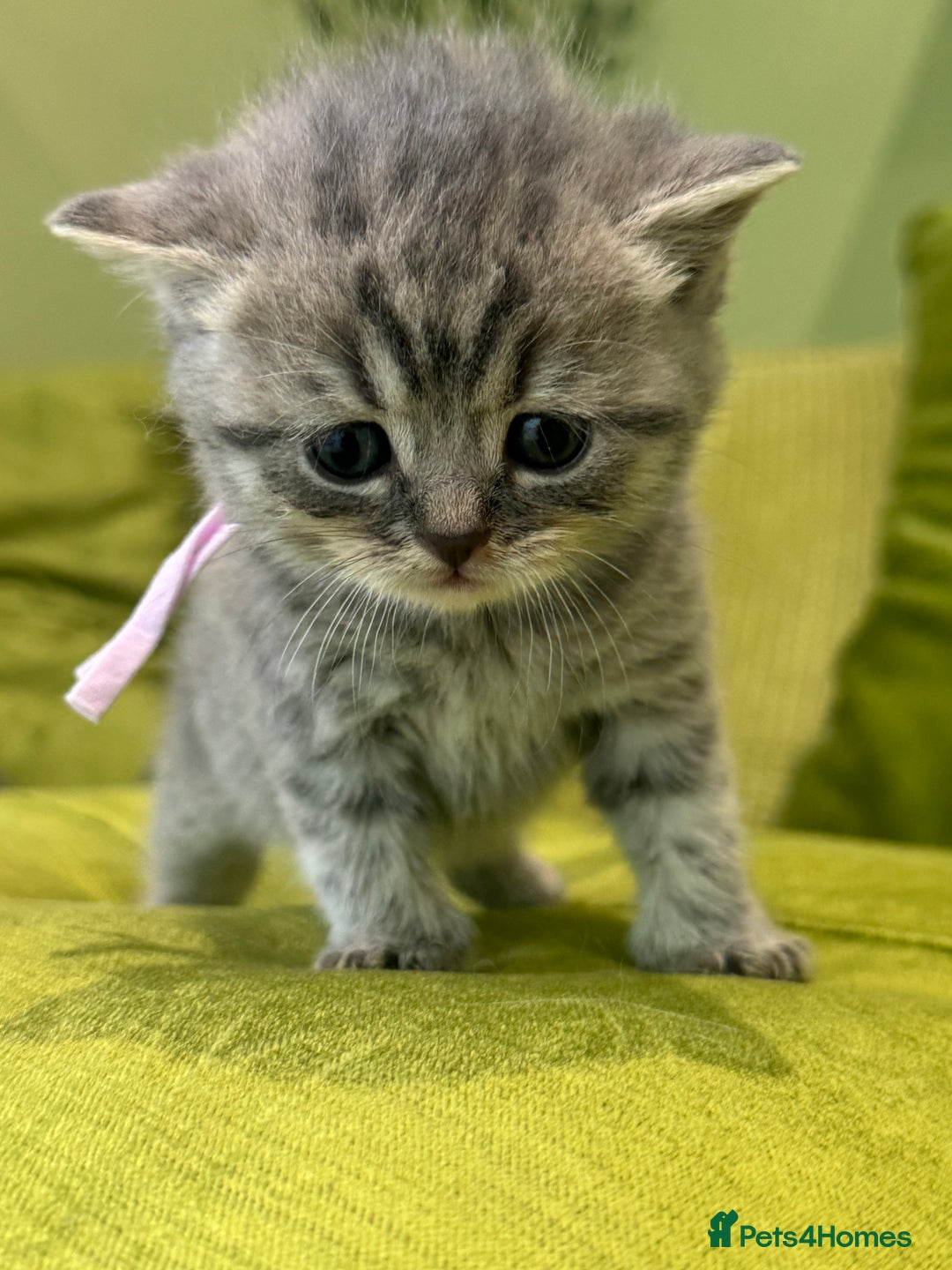 Scottish Fold cats for sale: Scottish straights  - Image 16