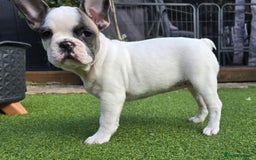 French Bulldog dogs for sale: Adorable Frenchie Puppies Seeking Forever Homes - Image 28