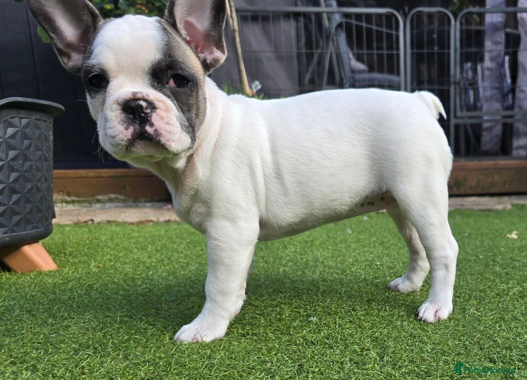 French Bulldog dogs for sale: Adorable Frenchie Puppies Seeking Forever Homes - Image 28