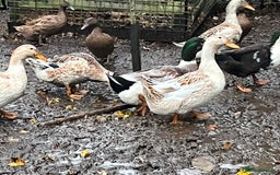 Ducks poultry for sale: Ducks for sale  - Advert 1