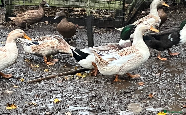 Ducks poultry Ducks for sale  - Advert 1