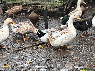Ducks poultry for sale: Ducks for sale - Advert 1