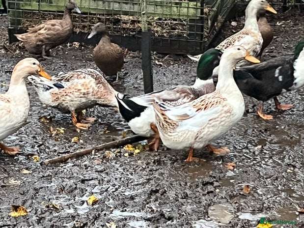 Ducks poultry Ducks for sale - Advert 1
