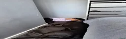 Cane Corso dogs for sale: Cane corso family pet age 2 years old in Wolverhampton - Advert 9