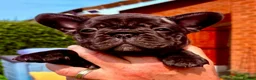French Bulldog dogs for sale: French Bulldog puppies in Redditch - Advert 7