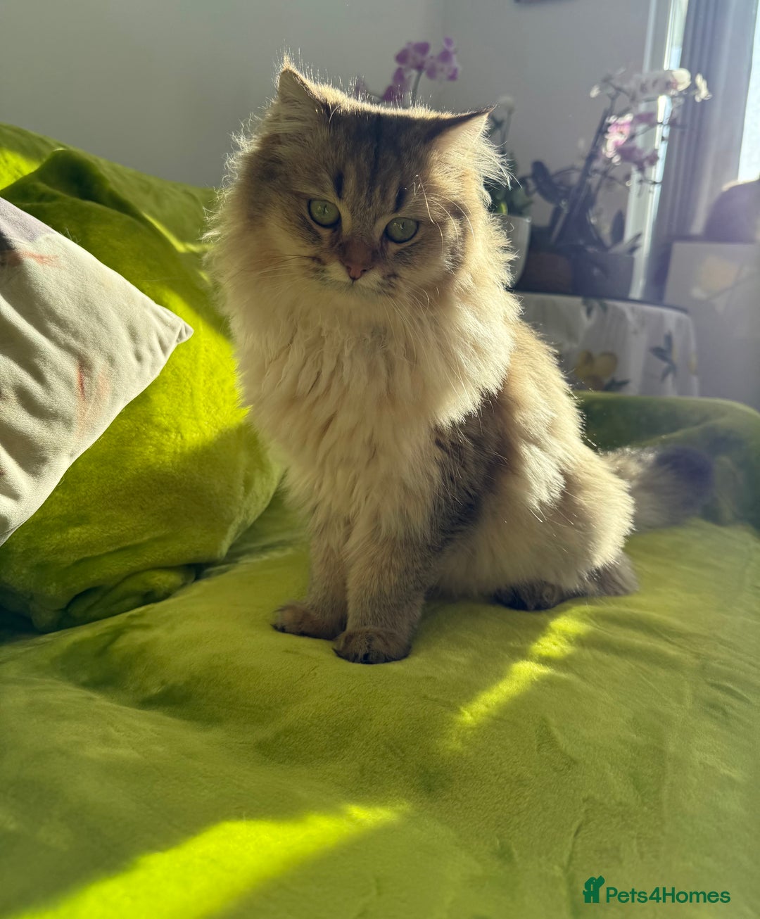 British Longhair cats for sale: British Longhair Kitten for sale  - Image 16