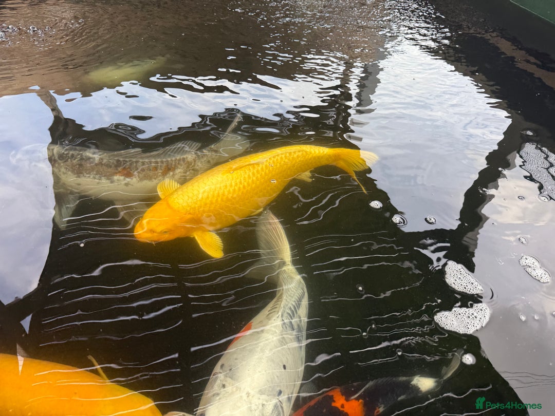 Koi Carp fish for sale: Beautiful Koi Carp looking for new home  - Image 2