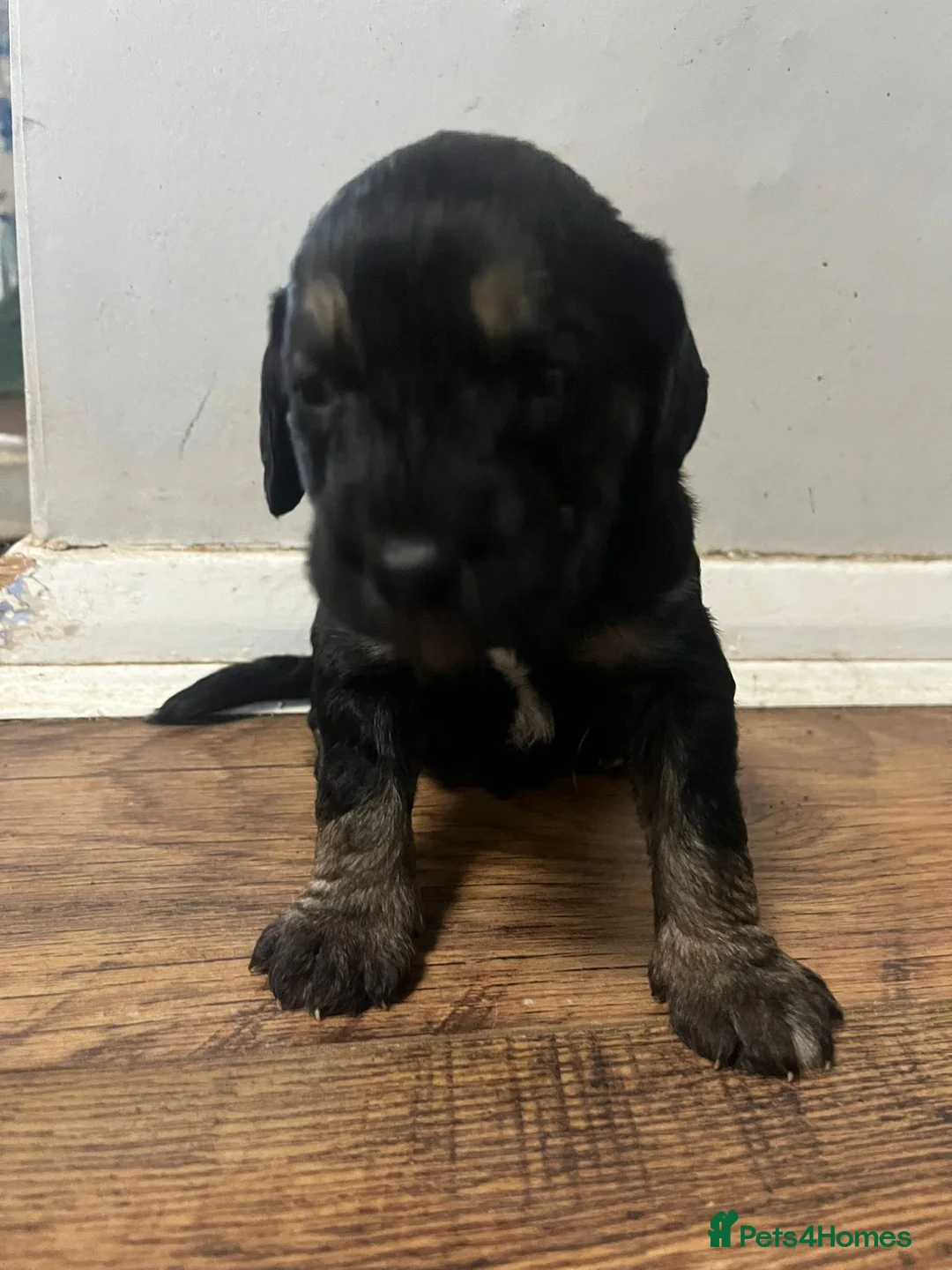 Mixed Breed dogs for sale: Eight cockapoo mix in Slough - Advert 8