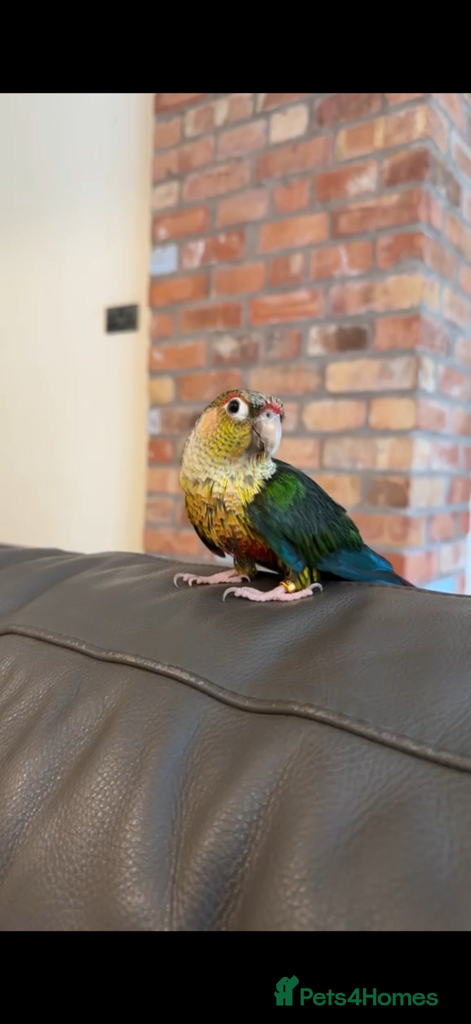 Conures birds Rocky - Advert 2