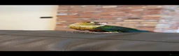Conures birds for sale: Rocky in Nottingham - Advert 1