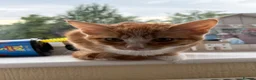 Mixed Breed cats for sale: Fluffy Ginger and White Female Kitten - Advert 10