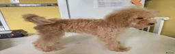 Poochon dogs for sale: POOCHON PUPPIES 2 BOYS 2 GIRLS AVAILABLE - Advert 9