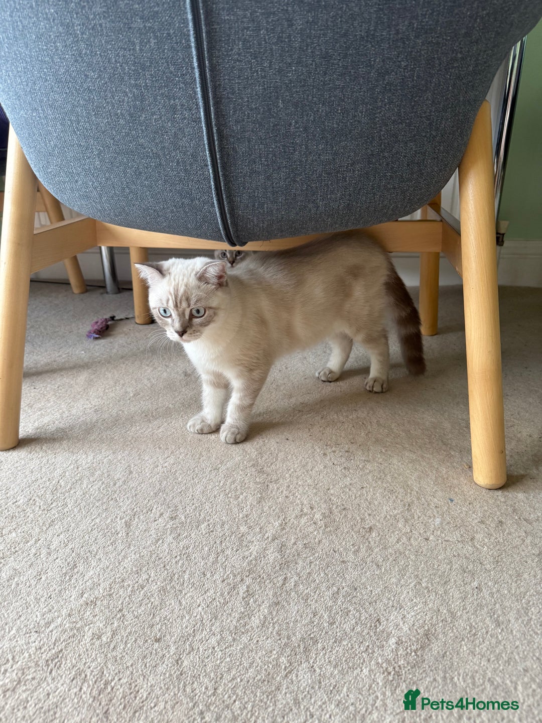 Scottish Fold cats for sale: British Shorthair and Scottish Fold - Image 12
