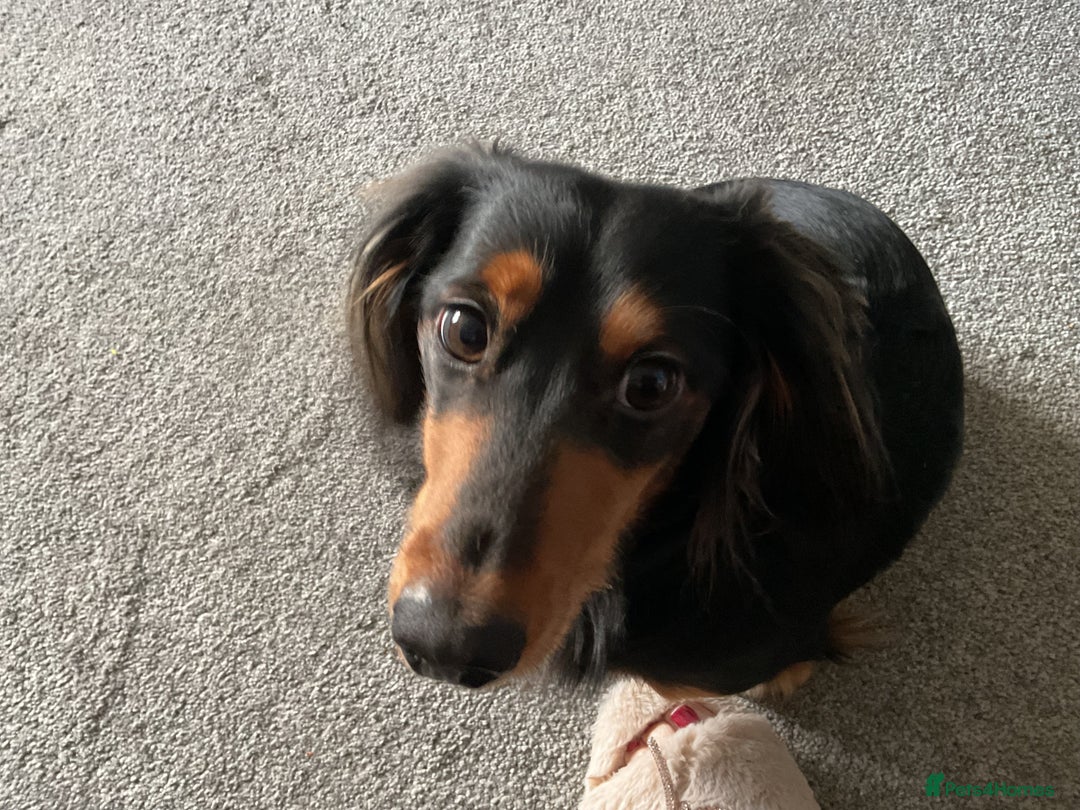 Dachshund dogs for stud: Long haired miniature dachshund for stud - Advert 5