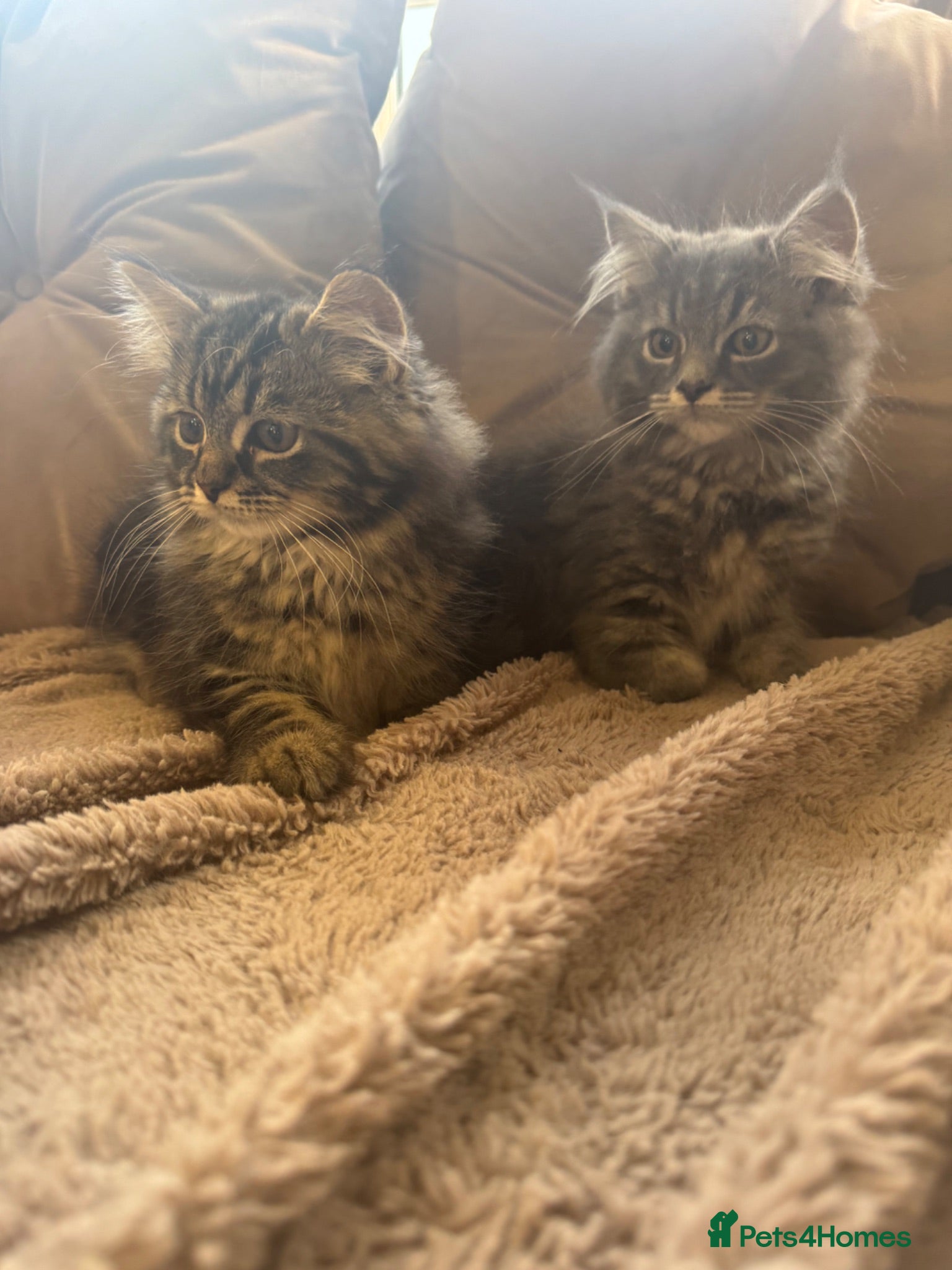 Maine Coon cats Persian x Maine coon kittens  - Advert 11