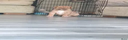 Mixed Breed dogs for sale: Muscle mastiff puppies  - Advert 21
