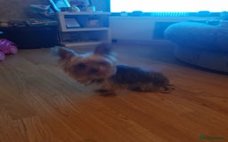 Yorkshire Terrier dogs for stud: Long haired mini Yorkshire terrier  - Image 5